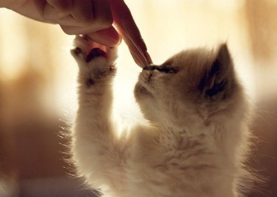 QQ�ռ��ͼ��˵˵4