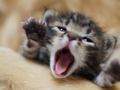 QQ˵˵ͼƬ�ز�2