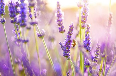 ���ڰ���Ķ̾䣺һ����ֻ��һ���ˣ���������